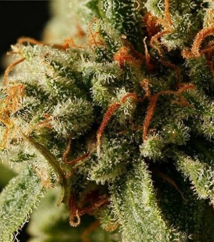 Sweet Deep Grapefruit - Image 2