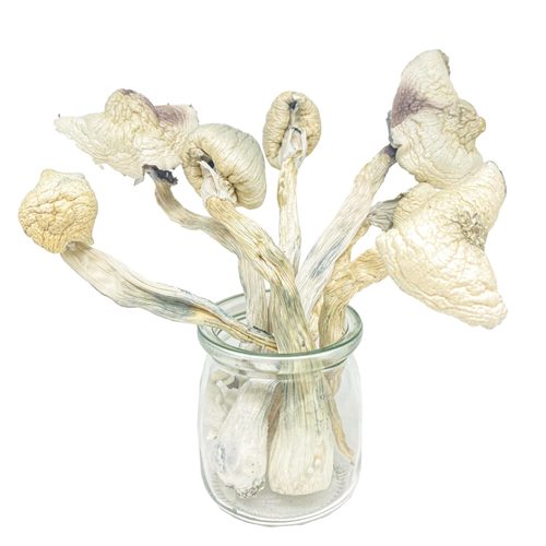 Great-White-Monster-Magic-Mushrooms