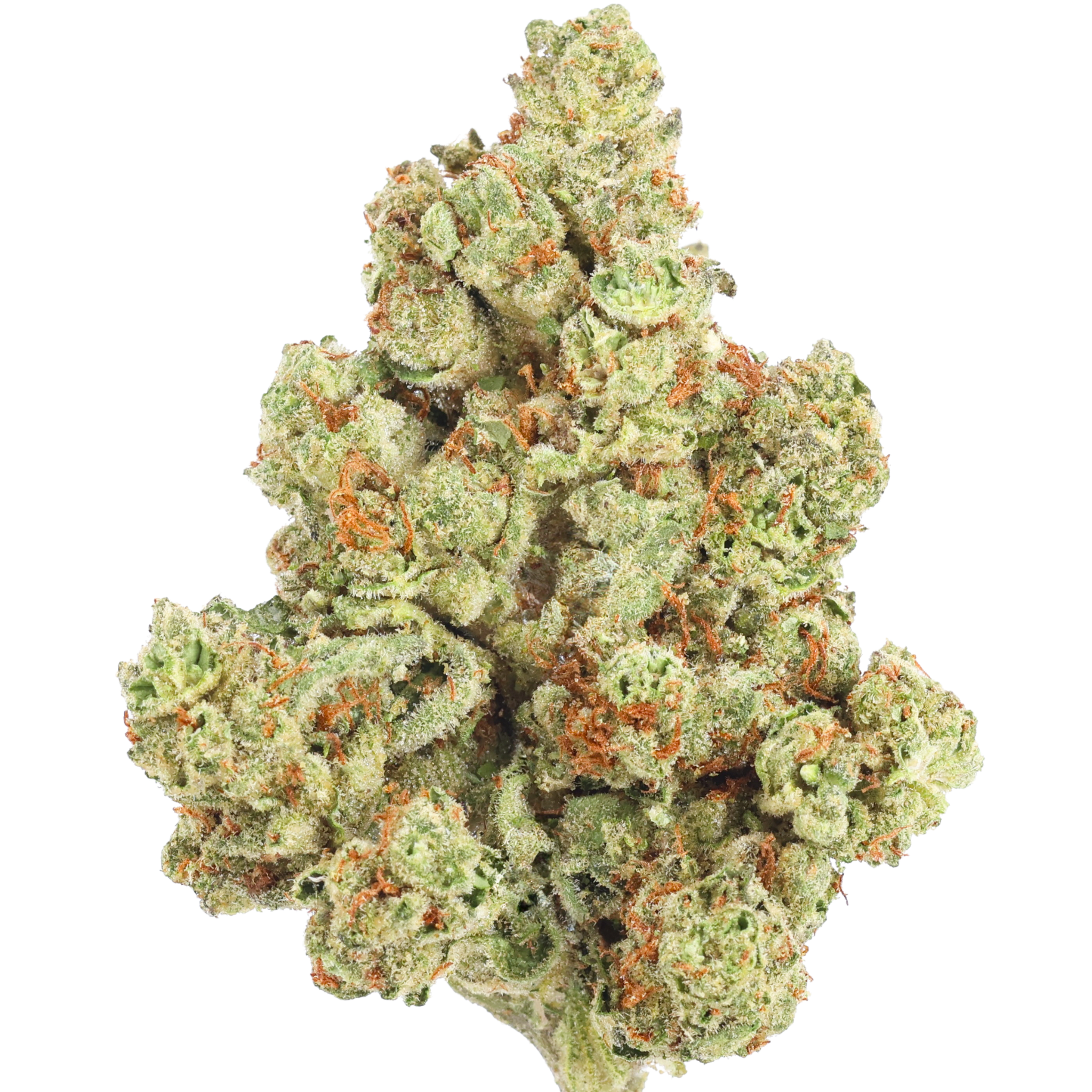 A collab between Cookies and Kenny Dumetz of Powerzzzup Genetics, Gary Payton is a highly coveted hybrid marijuana strain bred by Powerzzzup Genetics and named after the NBA Hall of Famer. Combining the Y and Snowman breeds a potent, flavorful, and colorful strain. It has high amounts of THC and almost no CBD, and middle-of-the-road effects that provide an even-keeled experience. Gary Payton has won multiple cannabis cup awards, including 1st place in the 2022 Errl Cup in Arizona in hash form and 2nd in 2022’s The Emerald Cup; strains made from Gary Payton have also garnered wins in Oklahoma and Oregon.